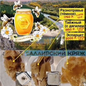 Мед Салаирский с дягилем
